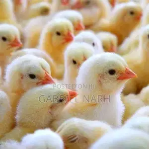 White Cockerels Day Old Chicks From the Netherlands