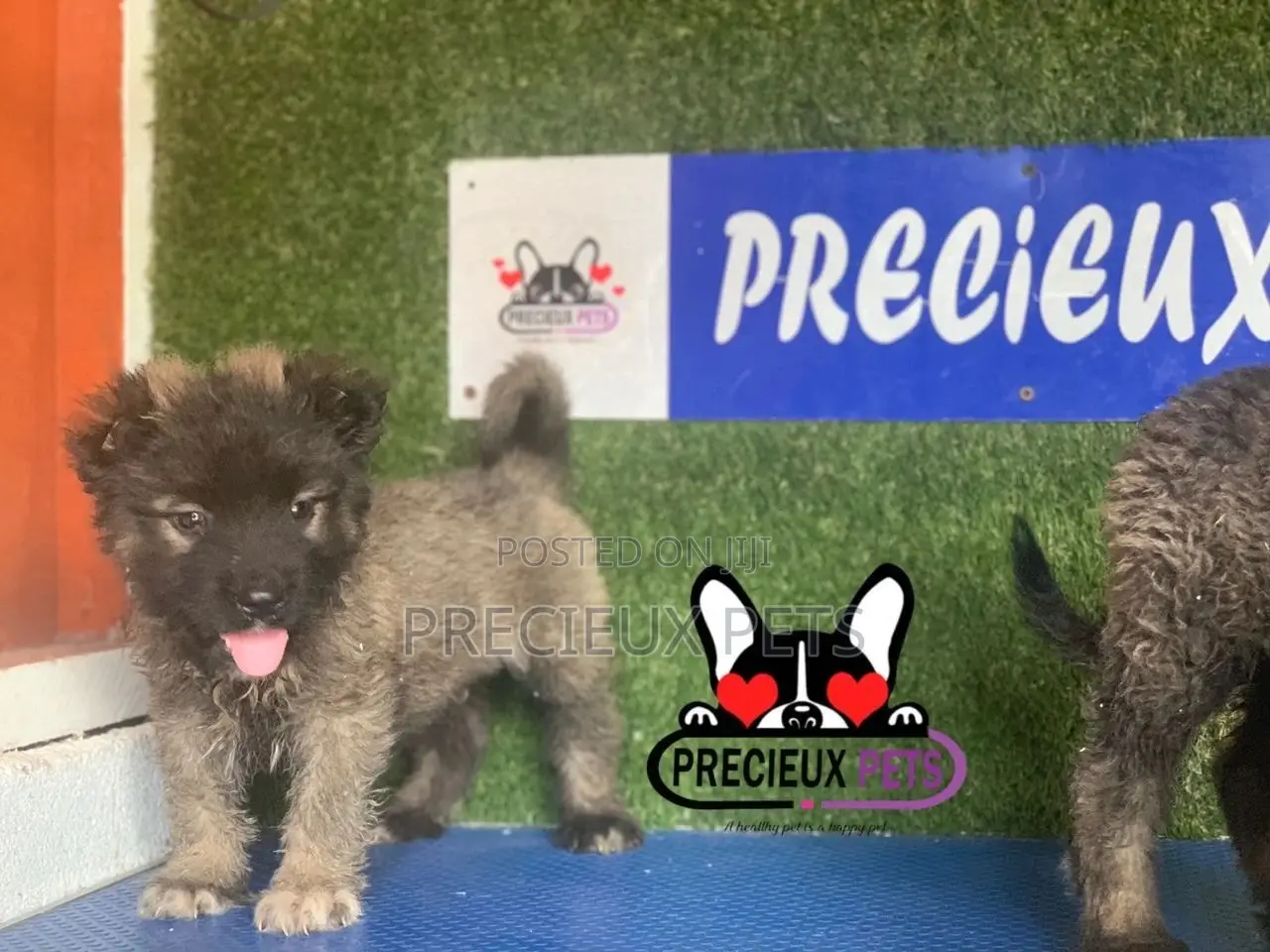 1-3 months Male Purebred Caucasian Shepherd