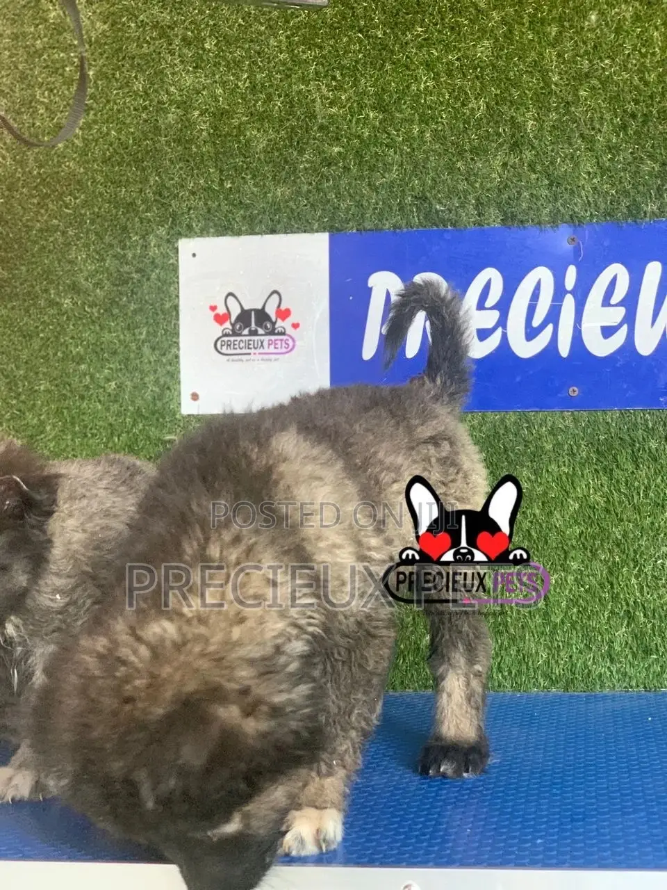 1-3 months Male Purebred Caucasian Shepherd