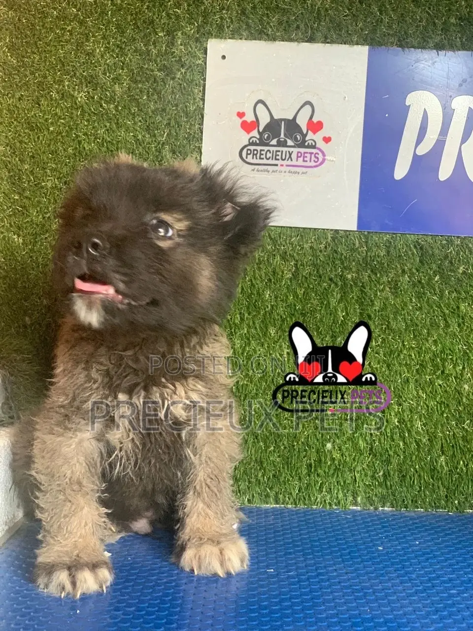 1-3 months Male Purebred Caucasian Shepherd