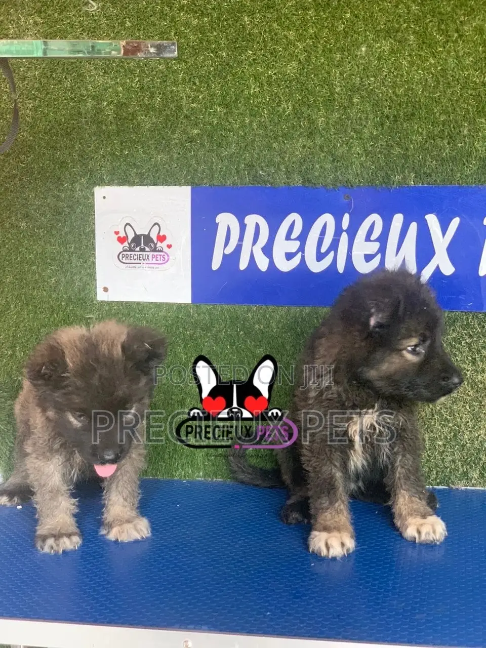 1-3 months Female Purebred Caucasian Shepherd