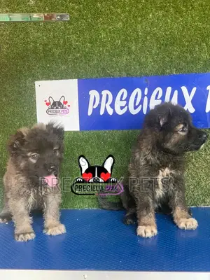 1-3 months Female Purebred Caucasian Shepherd