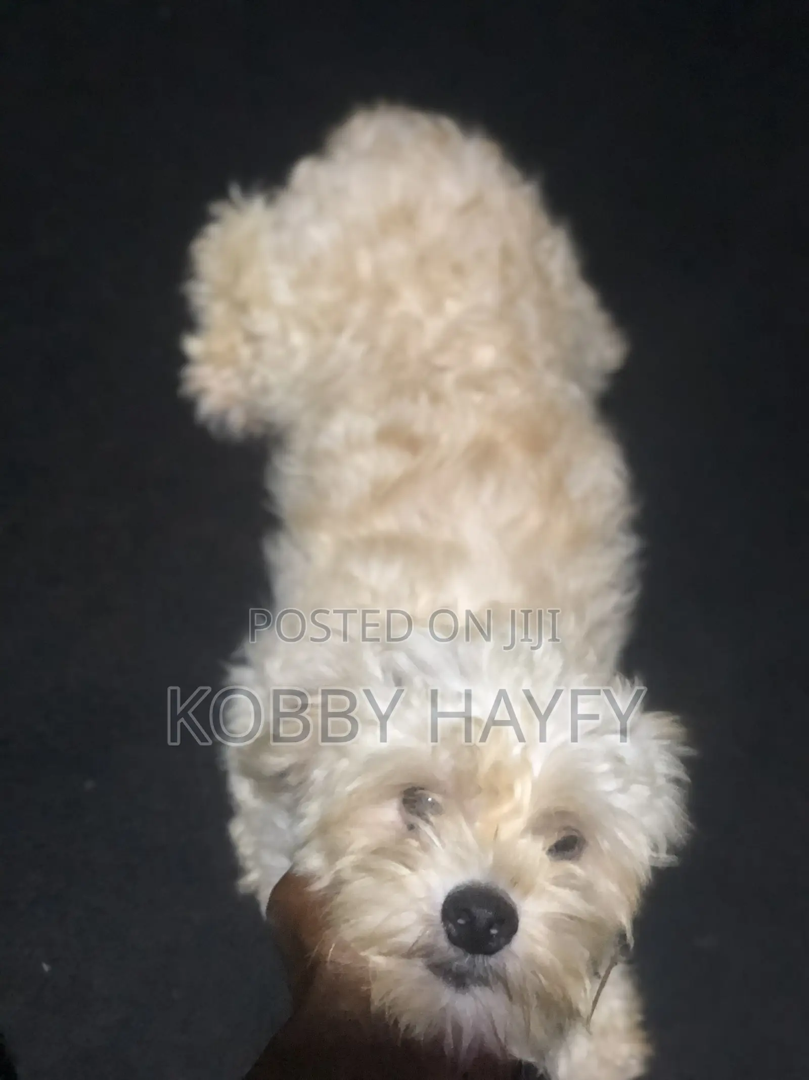 1+ year Male Purebred Maltese