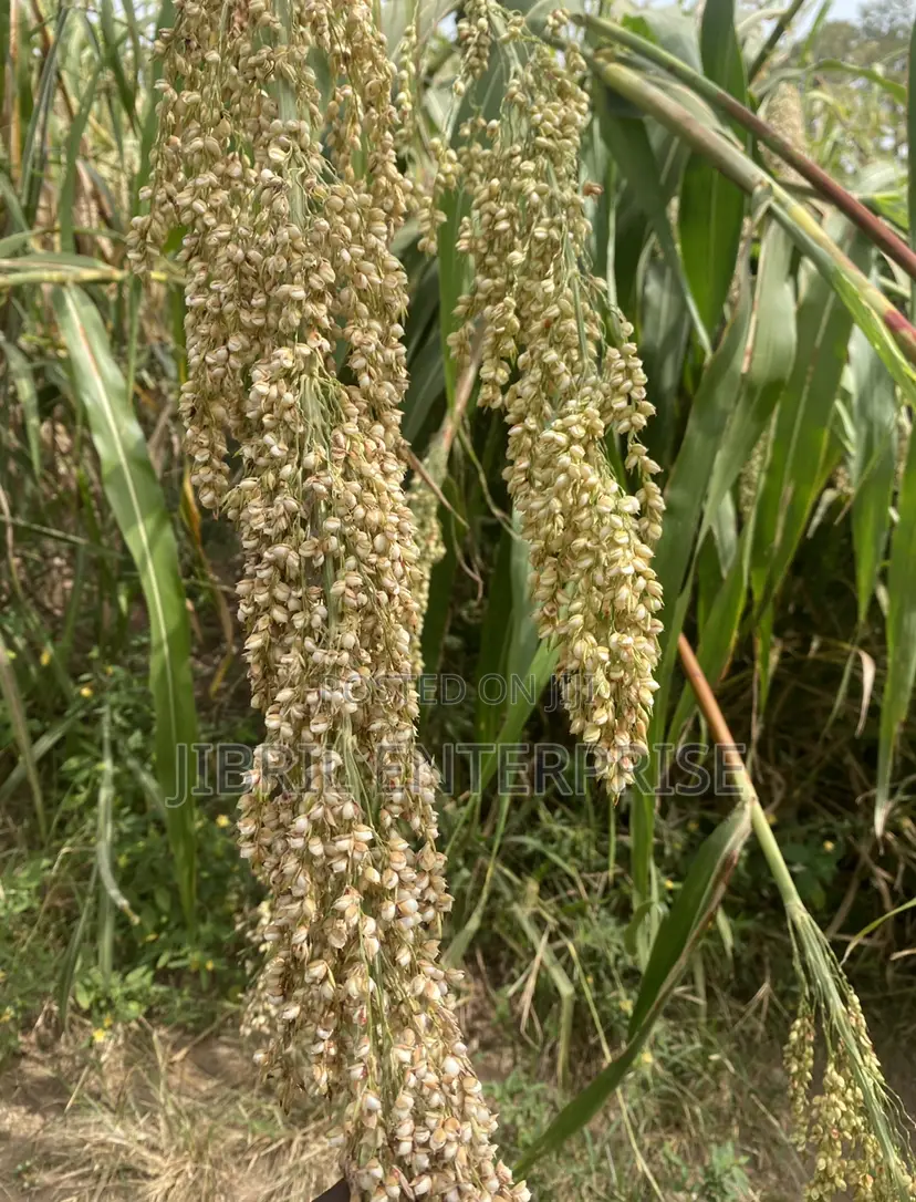 African Big White Sorghum, Non Hybrid, Late Mature Variety