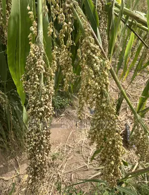 African Big White Sorghum, Non Hybrid, Late Mature Variety