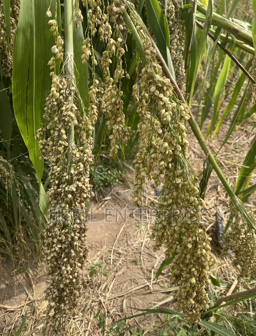 African Big White Sorghum, Non Hybrid, Late Mature Variety