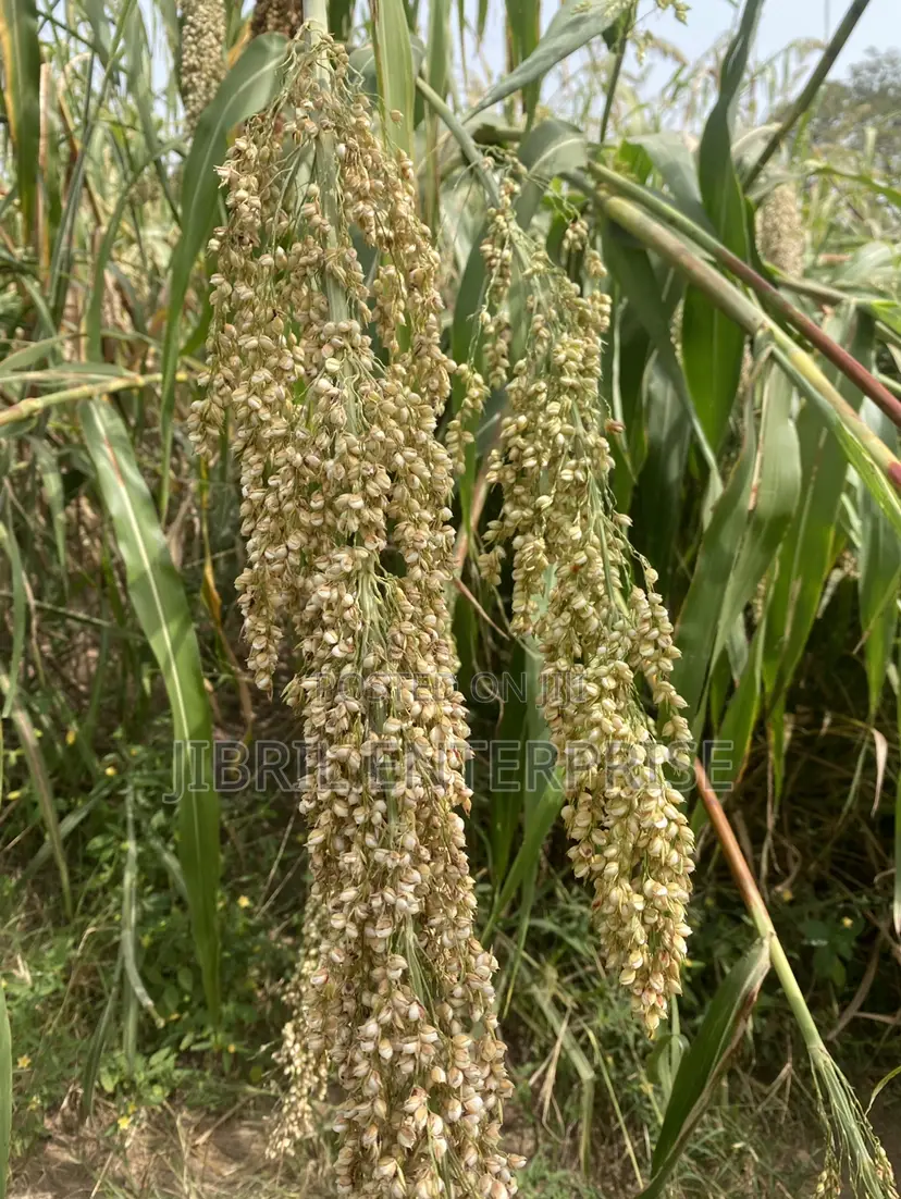 African Big White Sorghum, Non Hybrid, Late Mature Variety