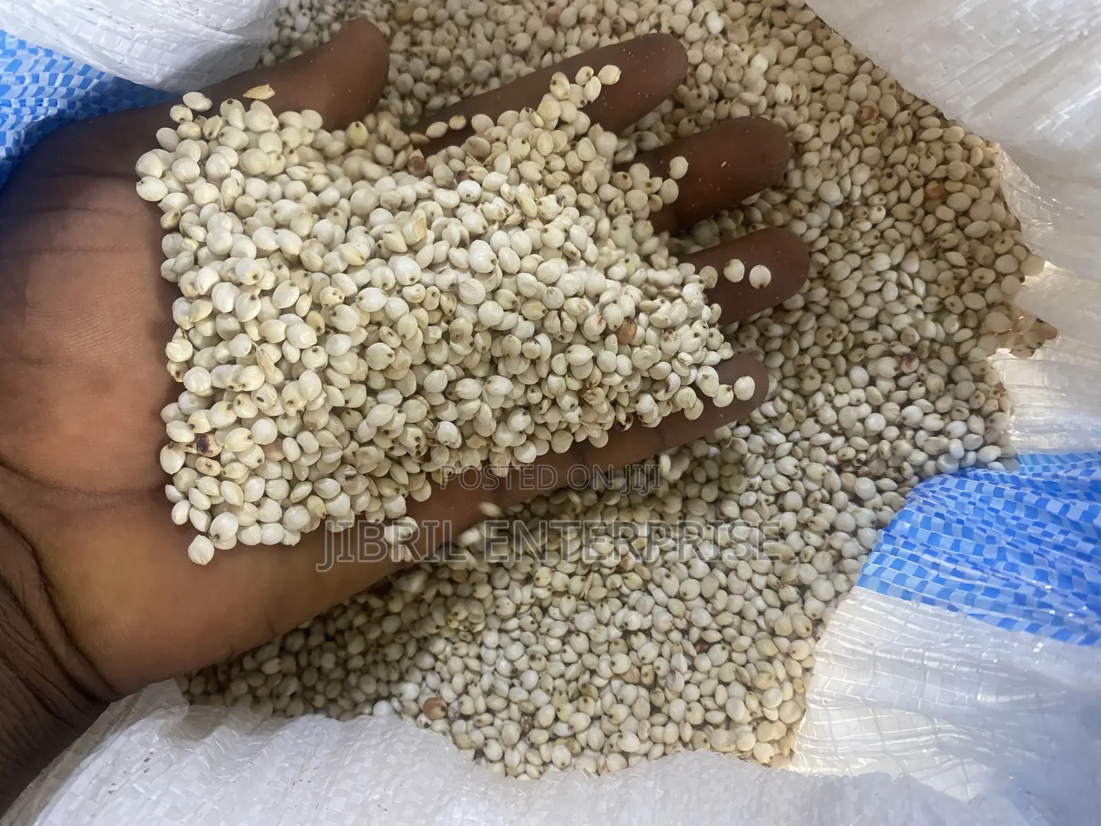 African Big White Sorghum, Non Hybrid, Late Mature Variety