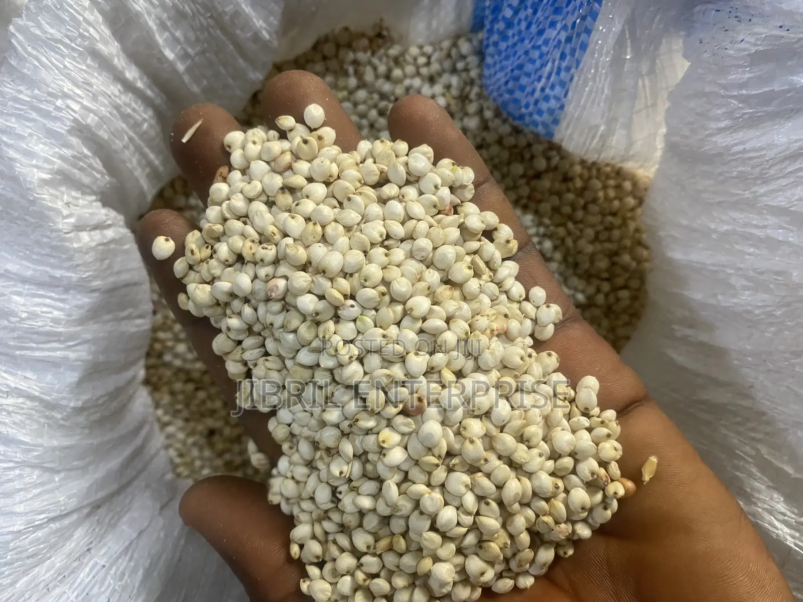 African Big White Sorghum, Non Hybrid, Late Mature Variety