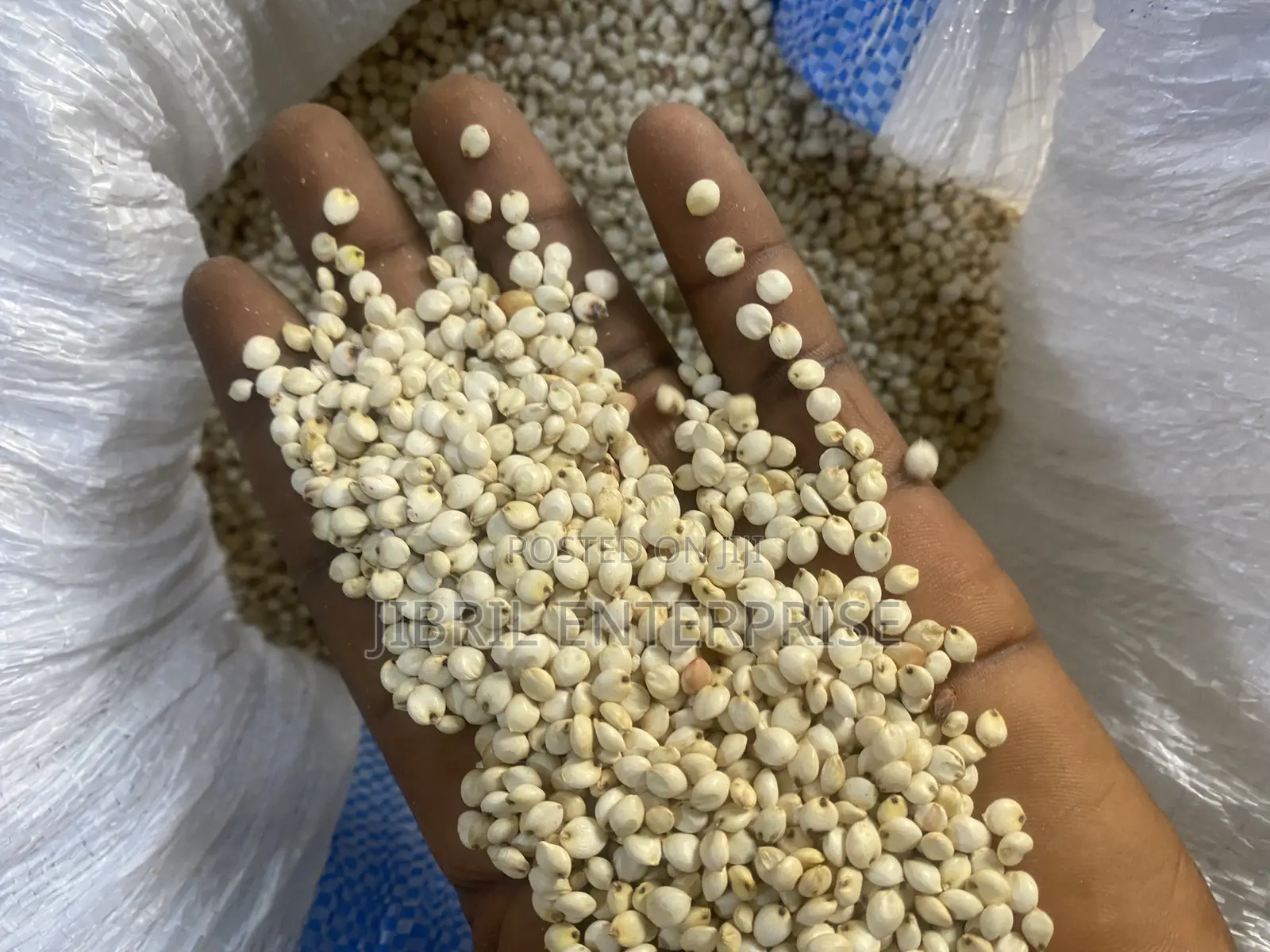 African Big White Sorghum, Non Hybrid, Late Mature Variety