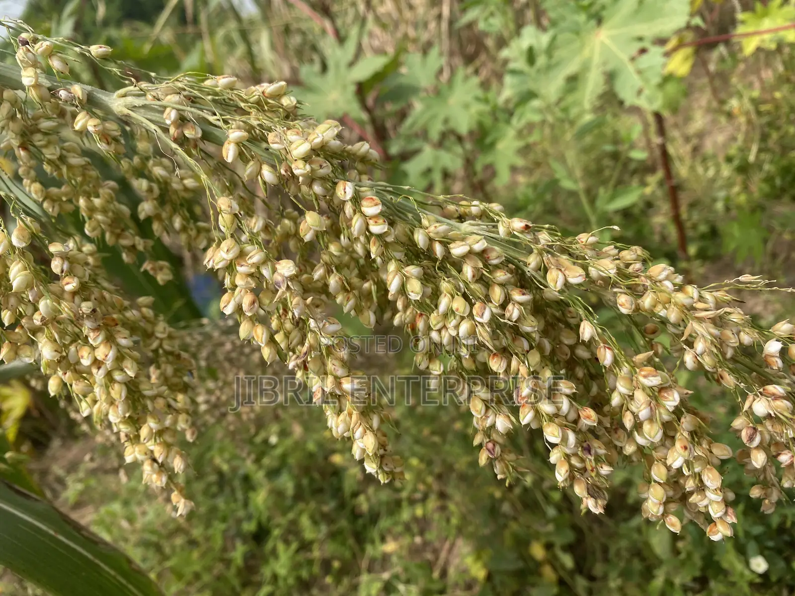 African Big White Sorghum, Non Hybrid, Late Mature Variety