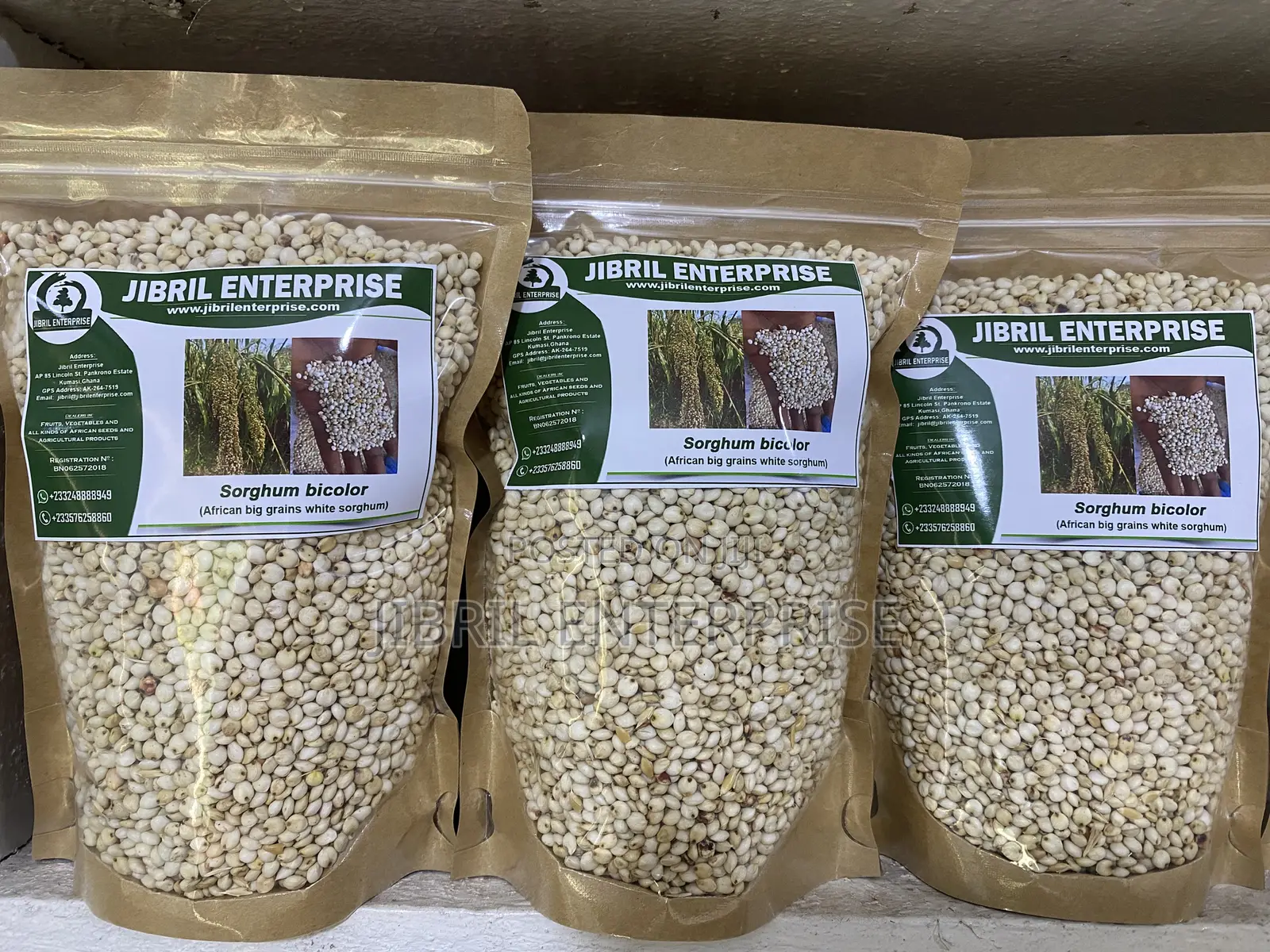 African Big White Sorghum, Non Hybrid, Late Mature Variety