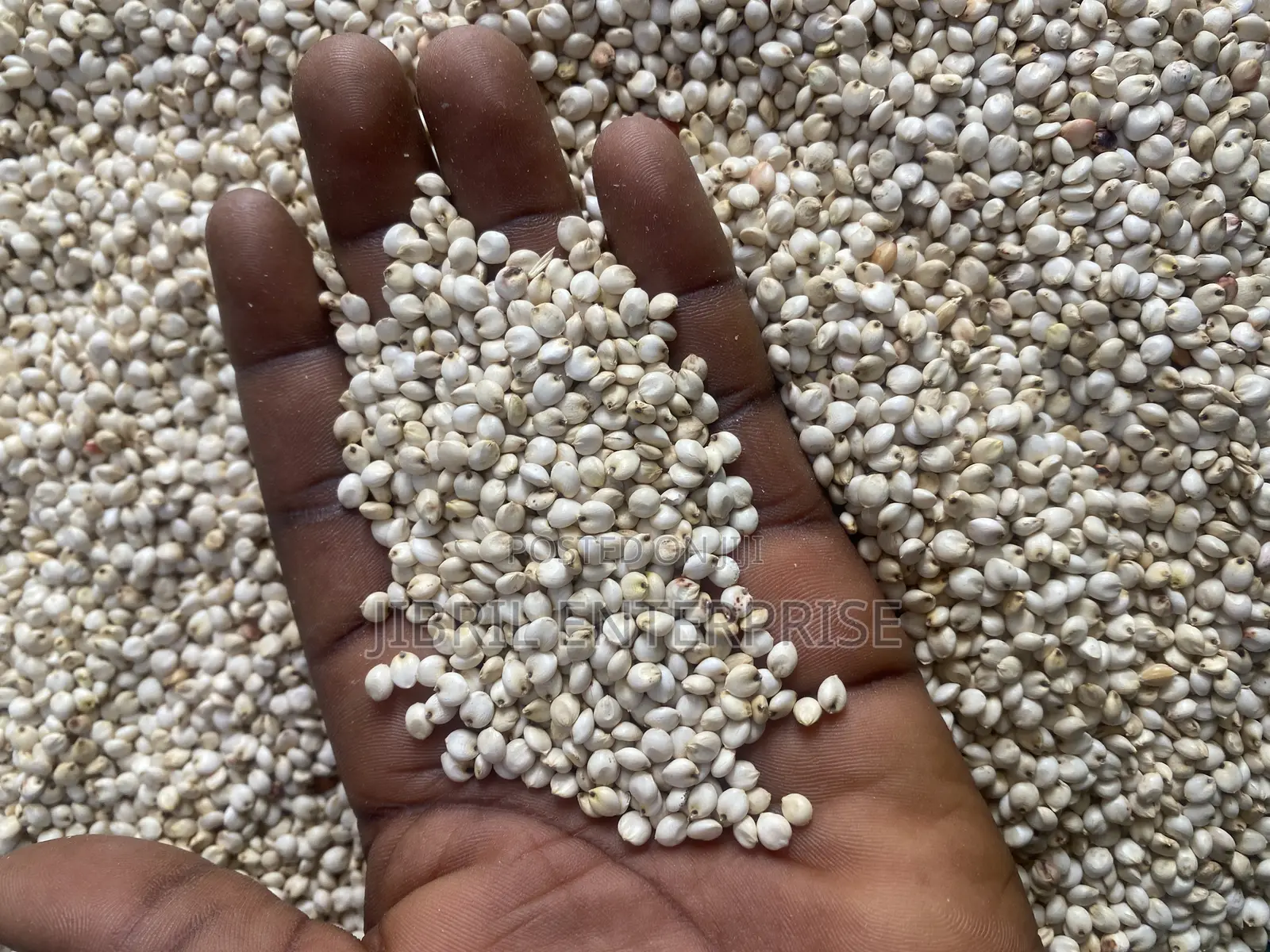 African Big White Sorghum, Non Hybrid, Late Mature Variety