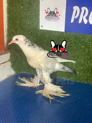 1 Pair of Pomeranian Pouter Pigeons
