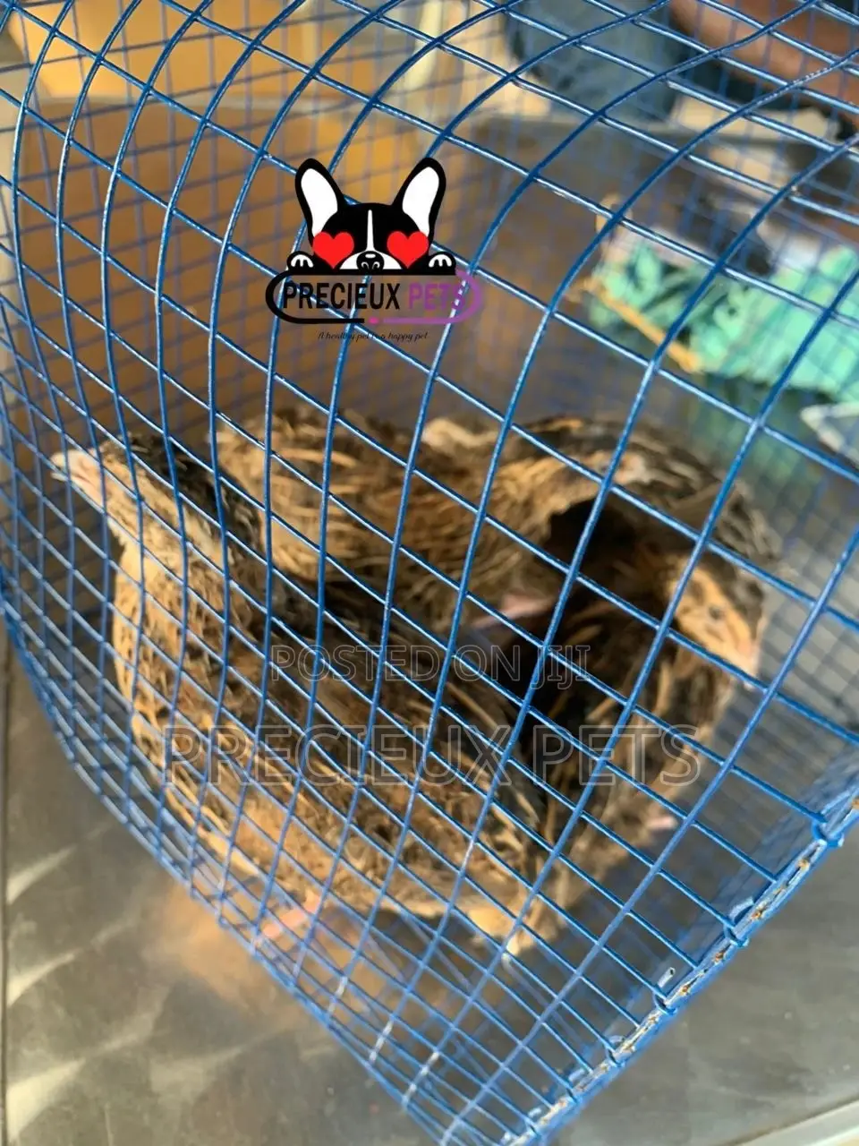 2 Pairs of Adult Quails Birds