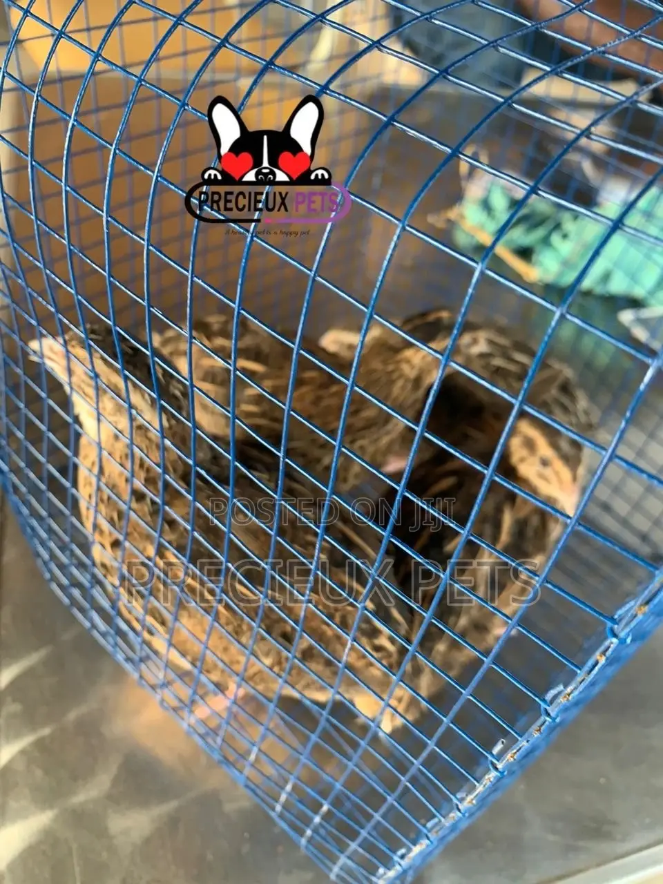 2 Pairs of Adult Quails Birds