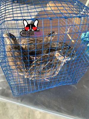 2 Pairs of Adult Quails Birds