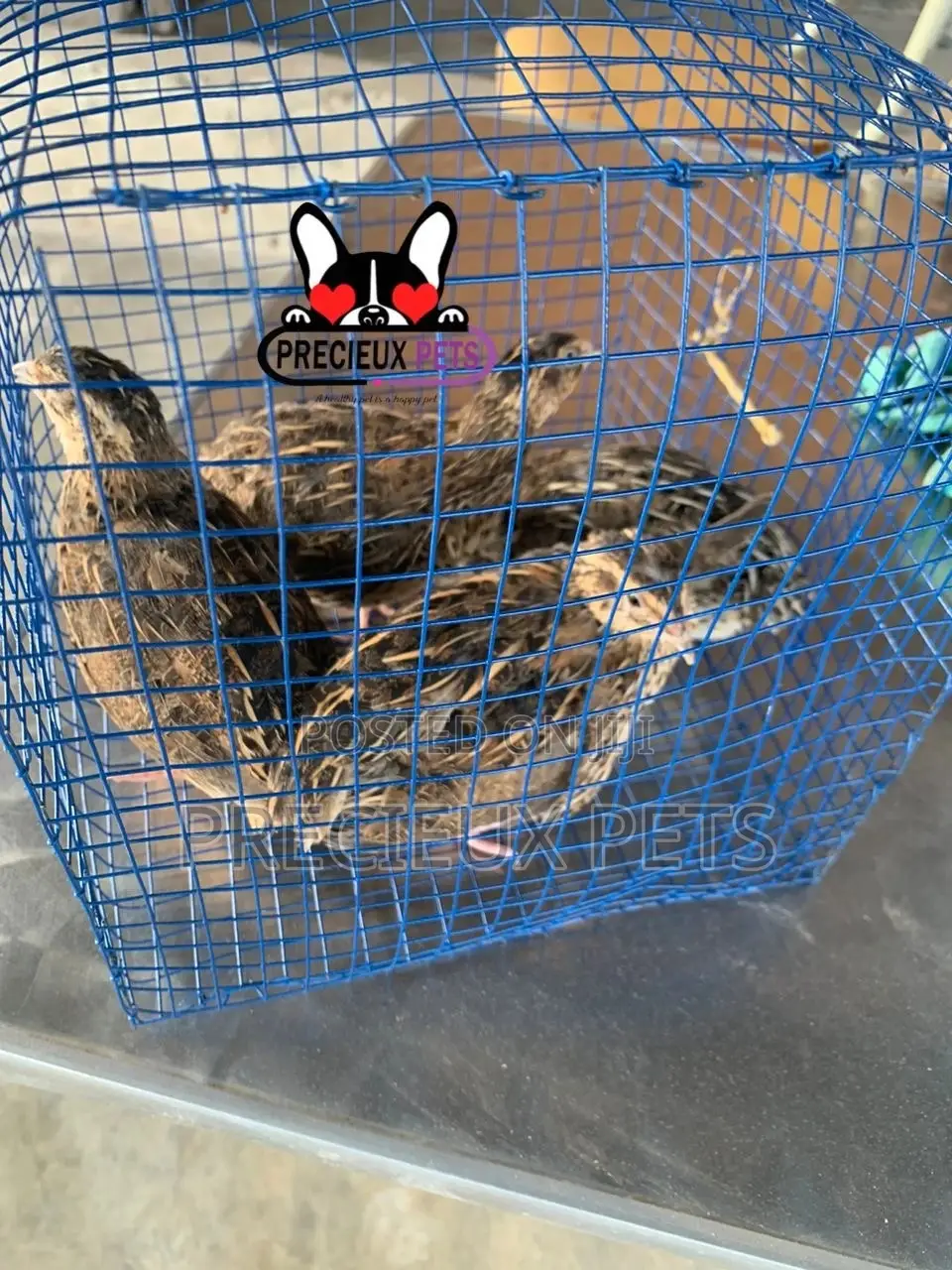 2 Pairs of Adult Quails Birds