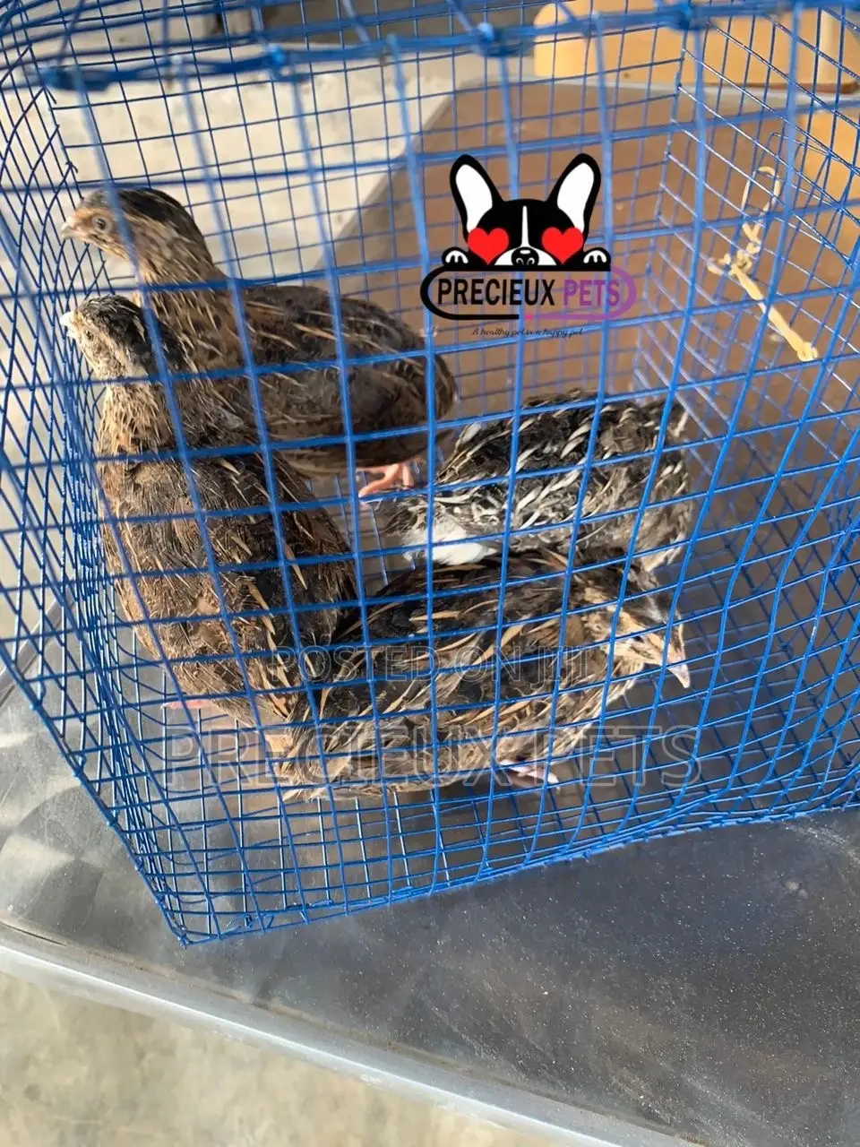 2 Pairs of Adult Quails Birds