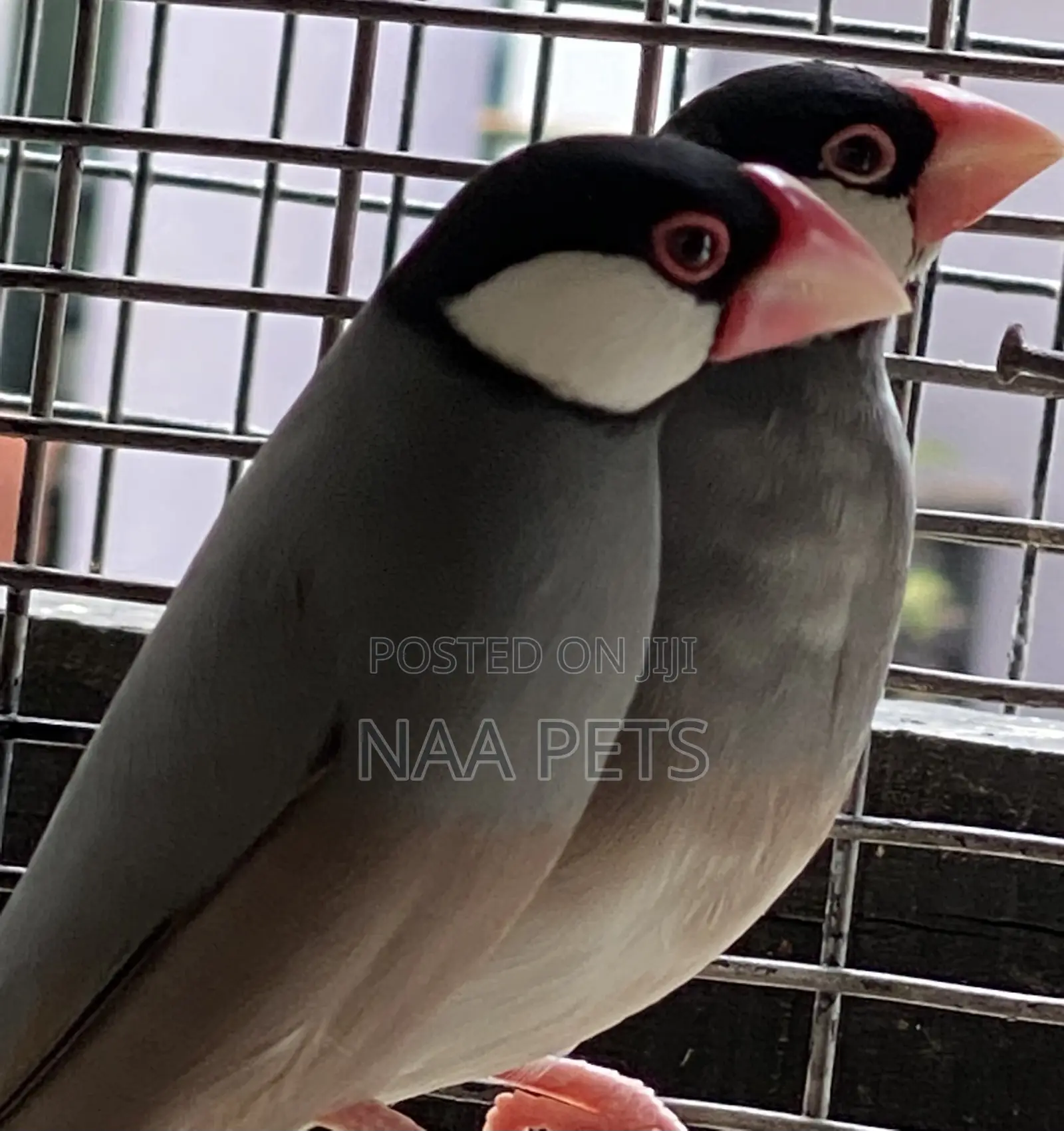 Java Finch