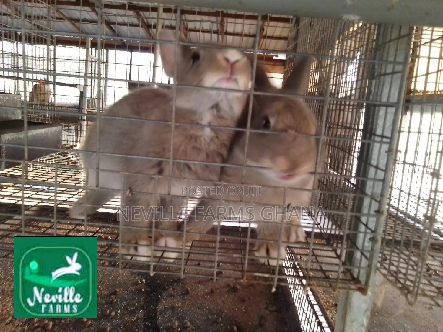 Healthy Rabbit Weaners for Sale