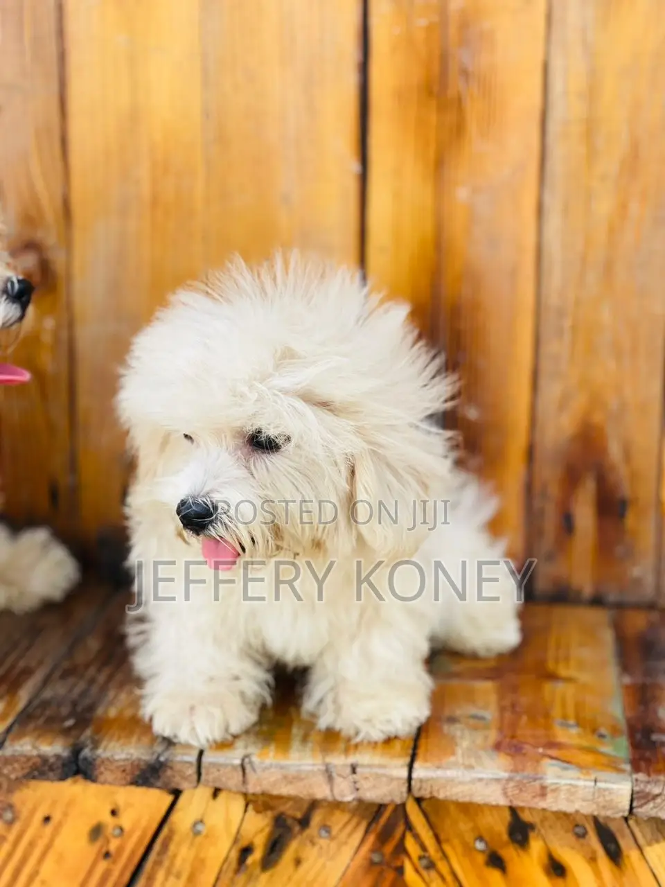 1-3 months Female Purebred Maltese