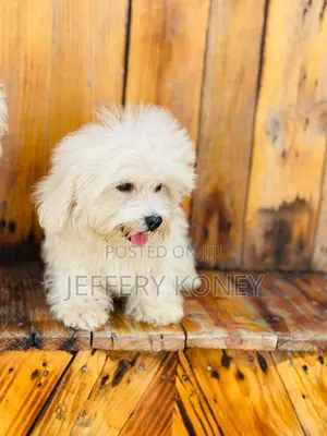 1-3 months Female Purebred Maltese