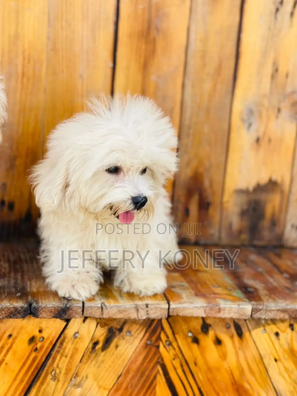 1-3 months Female Purebred Maltese