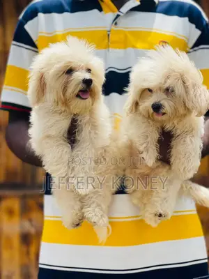 1-3 months Female Purebred Maltese