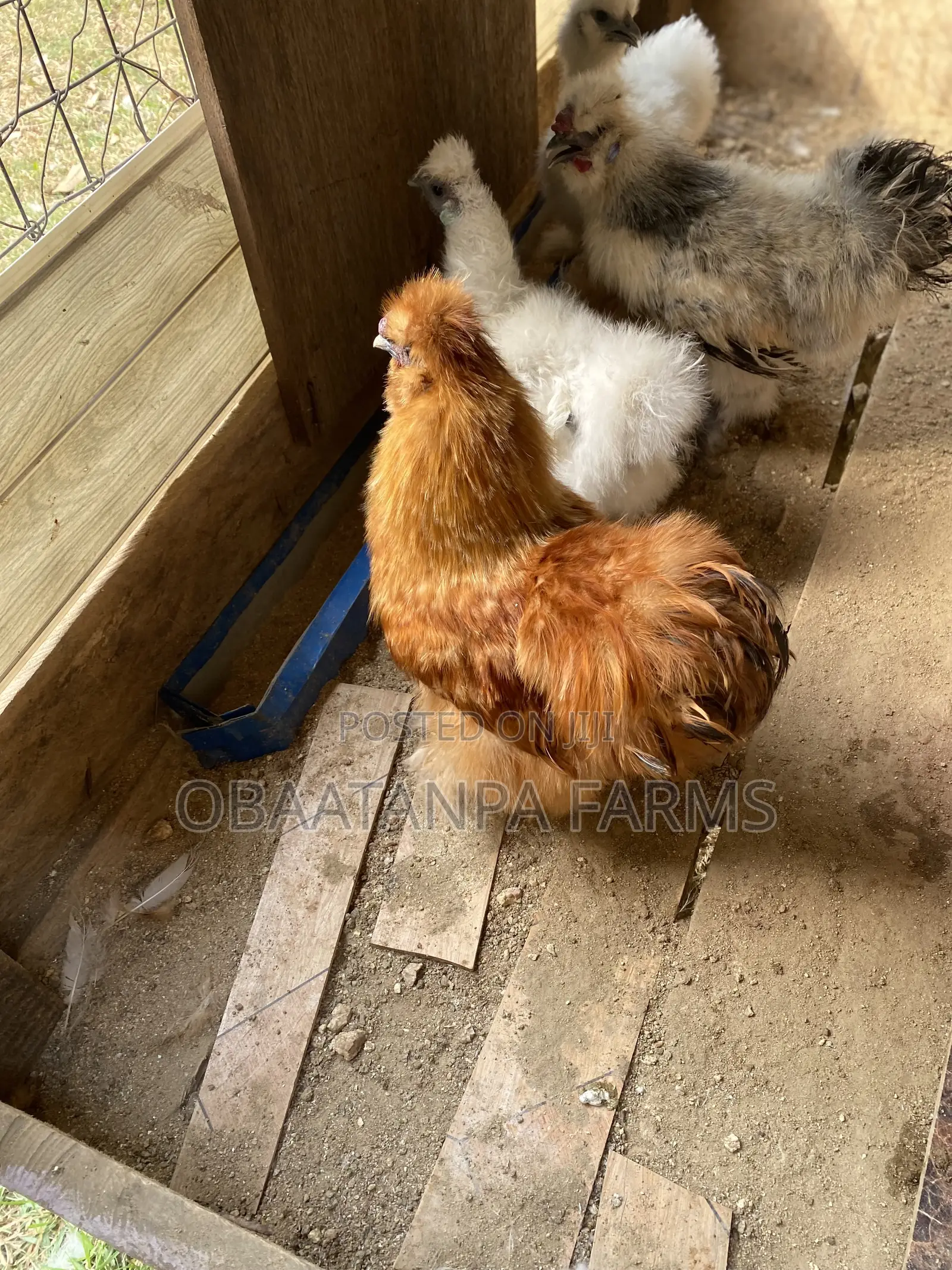 Matured Silkies Chickens Available
