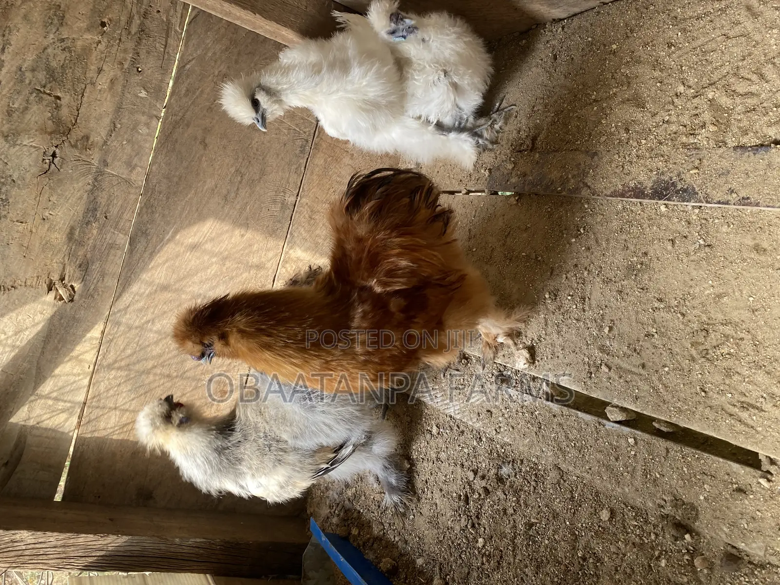 Matured Silkies Chickens Available