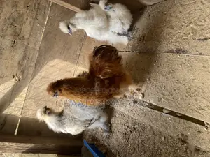 Matured Silkies Chickens Available
