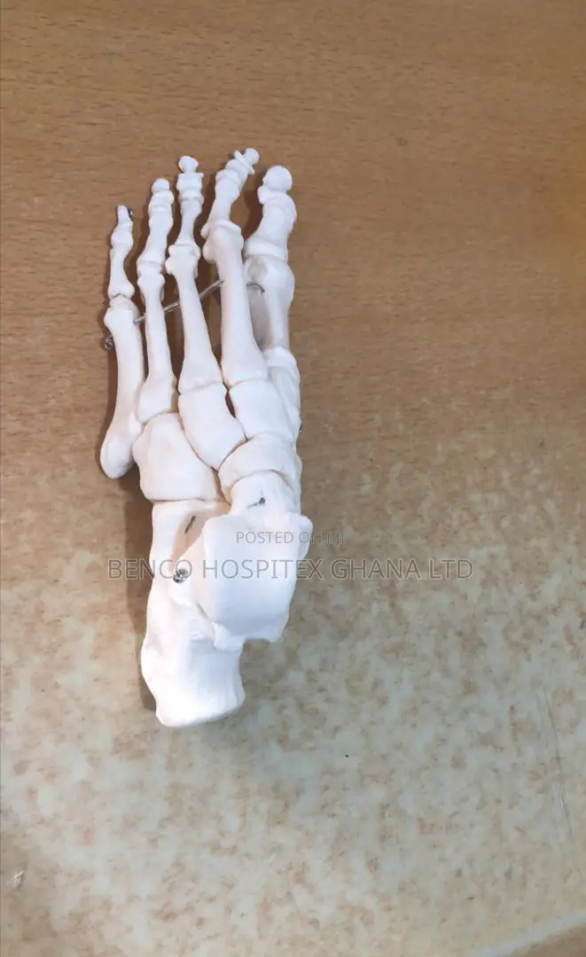 Lower Left Foot Bone