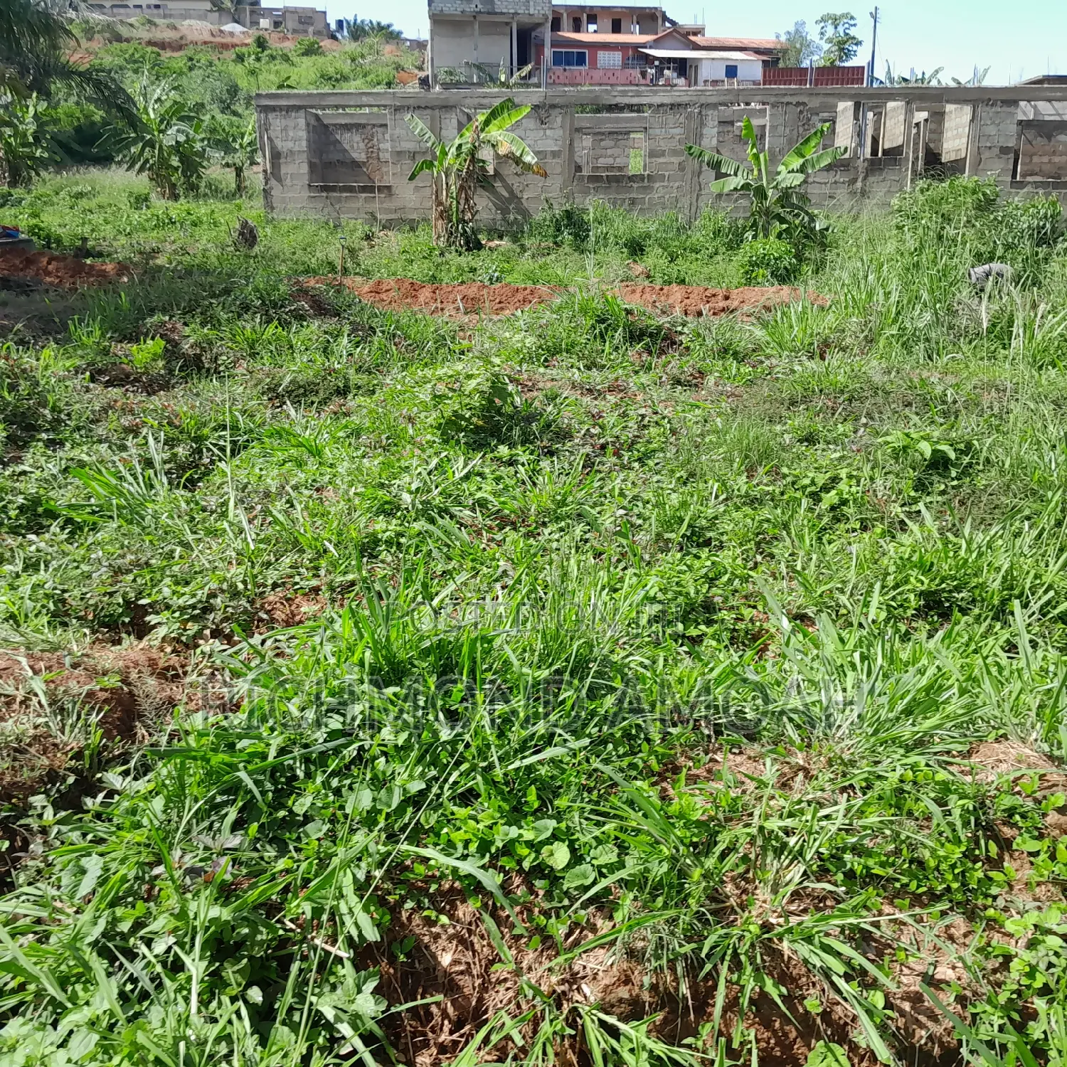 Half Plot for Sale at Ntankoful
