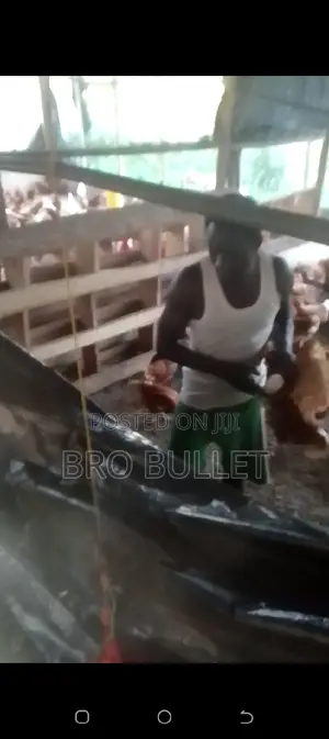 Poultry Farm Manager