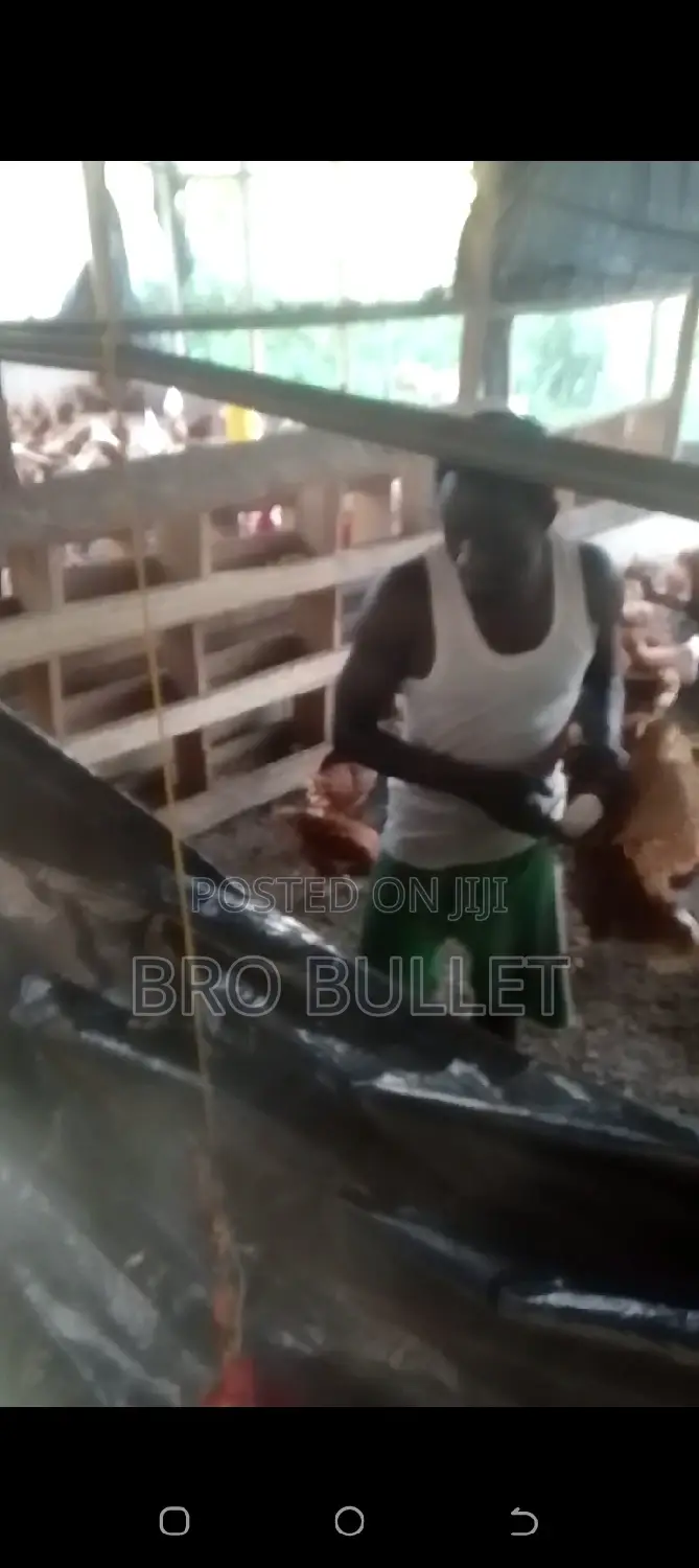 Poultry Farm Manager