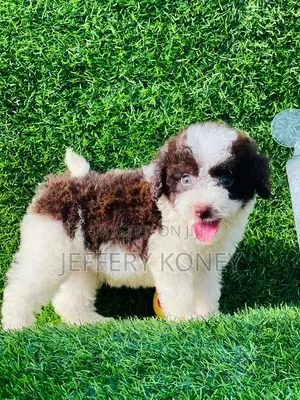 1-3 months Male Purebred Poodle
