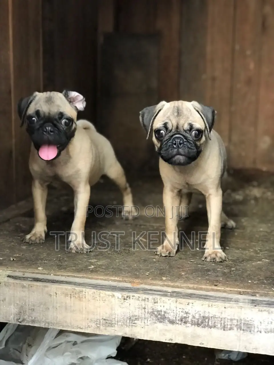 1-3 months Male Purebred Pug