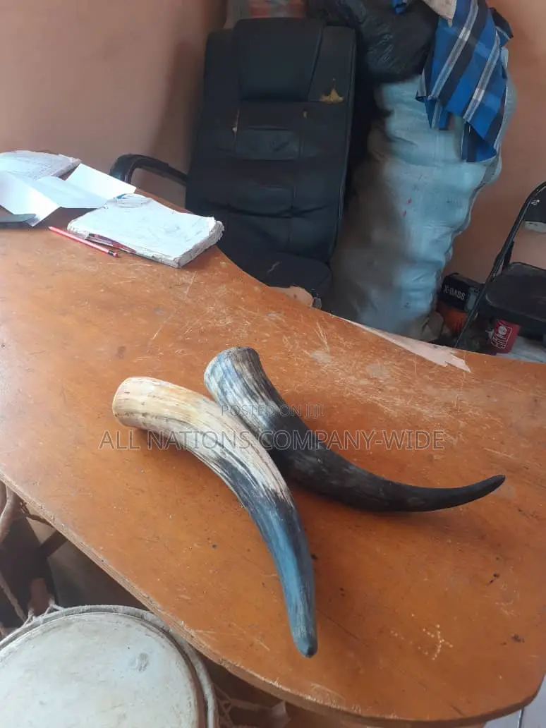 Original Cow Horn