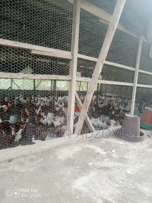 9 Plot Of Land And Poultry Farm For Sale