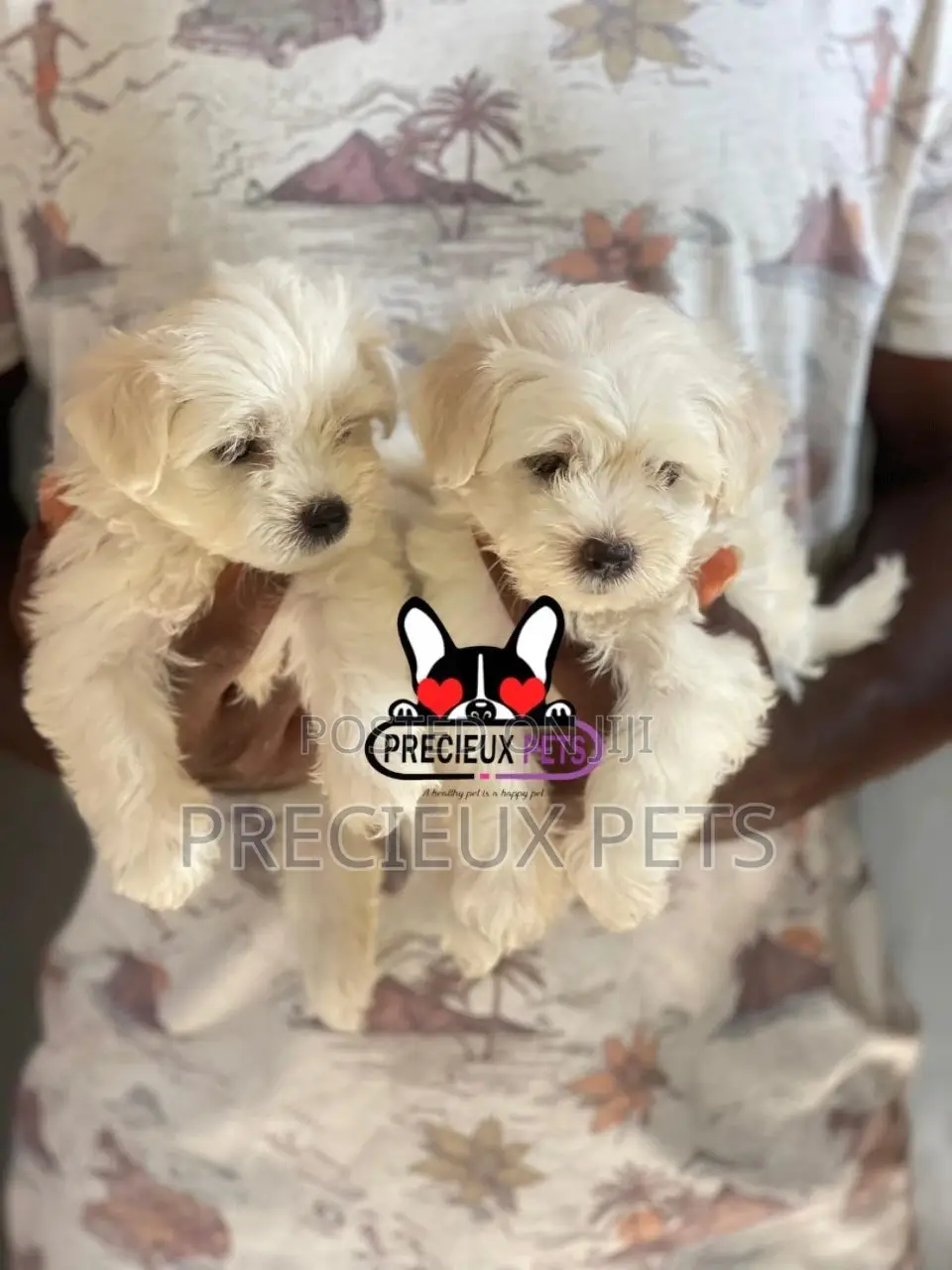 1-3 months Male Purebred Maltese