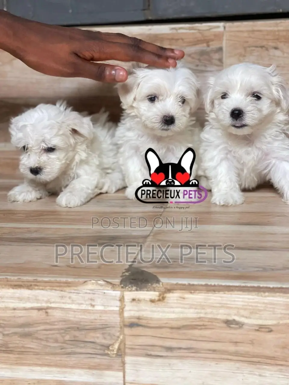 1-3 months Male Purebred Maltese