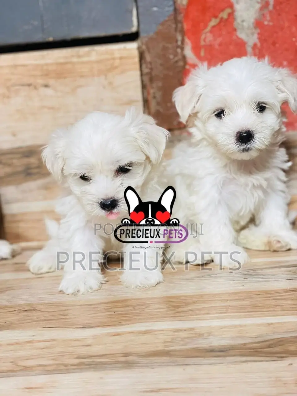 1-3 months Male Purebred Maltese