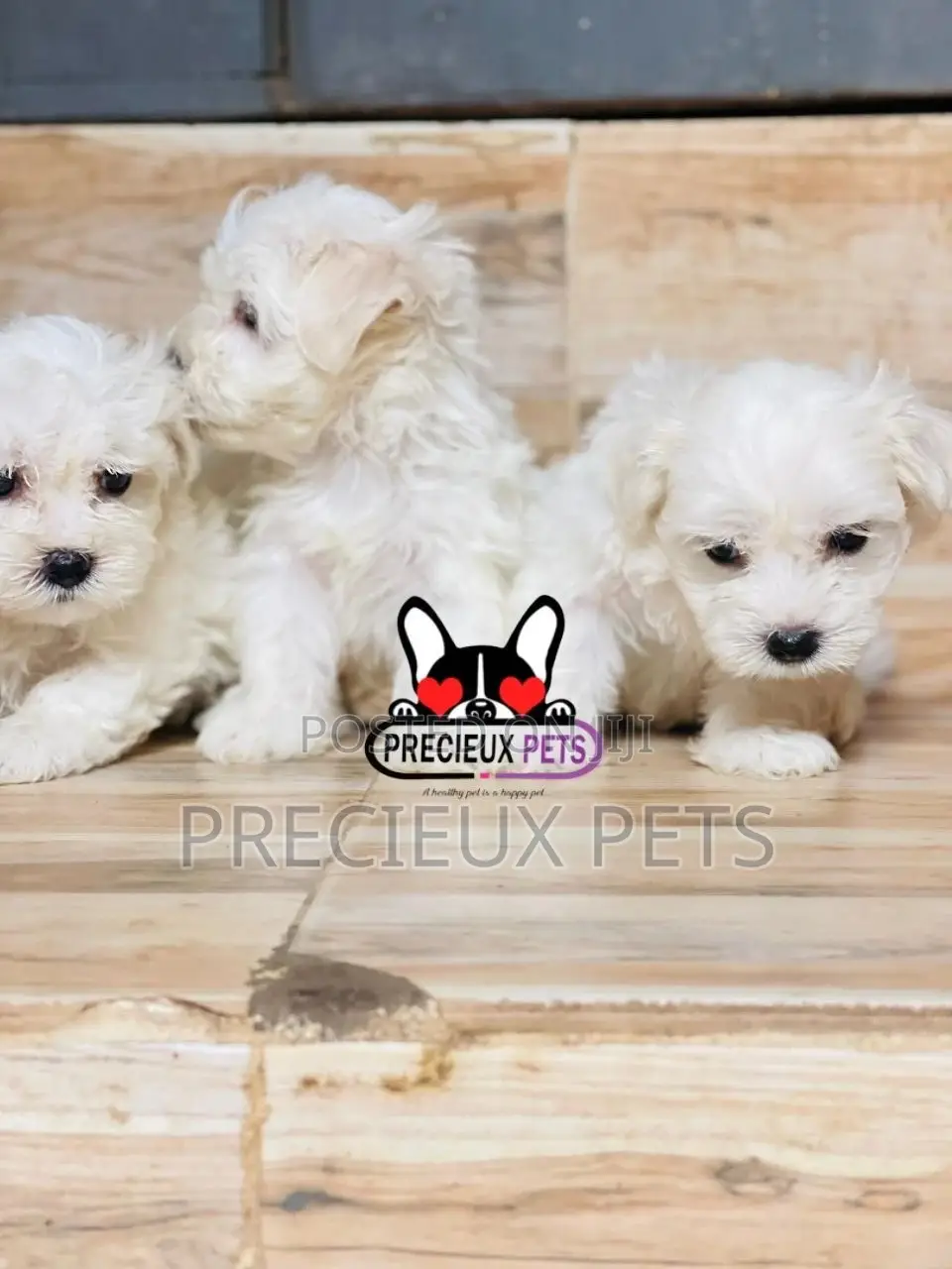 1-3 months Male Purebred Maltese