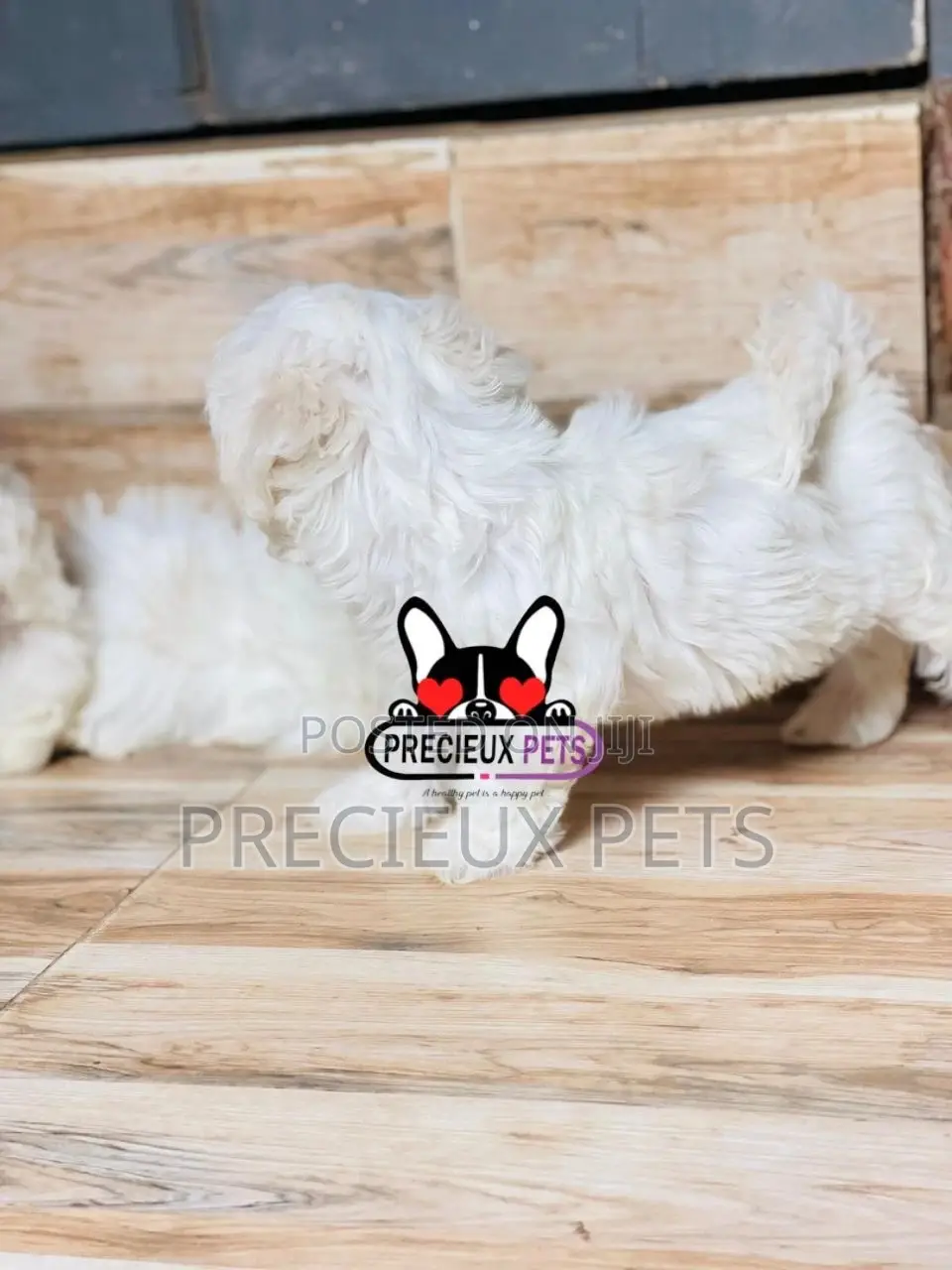 1-3 months Male Purebred Maltese