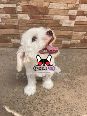 1-3 months Male Mixed Breed Maltipoo