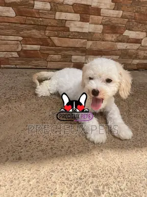 1-3 months Male Mixed Breed Maltipoo