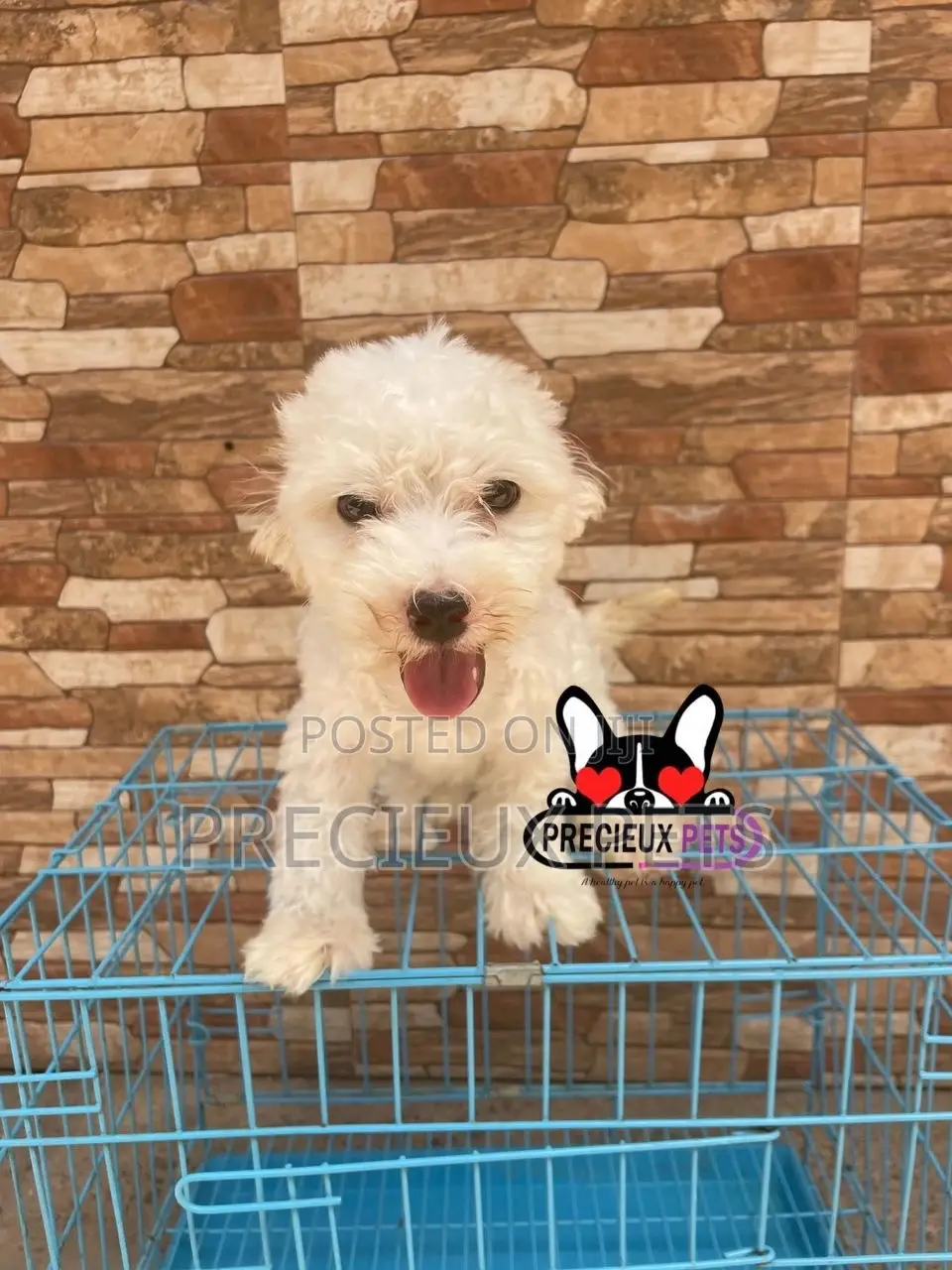 1-3 months Male Mixed Breed Maltipoo
