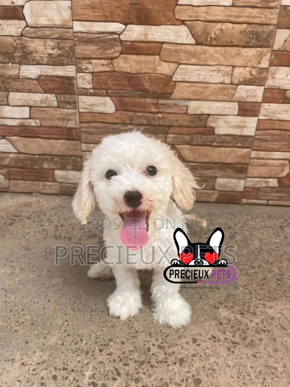 1-3 months Male Mixed Breed Maltipoo