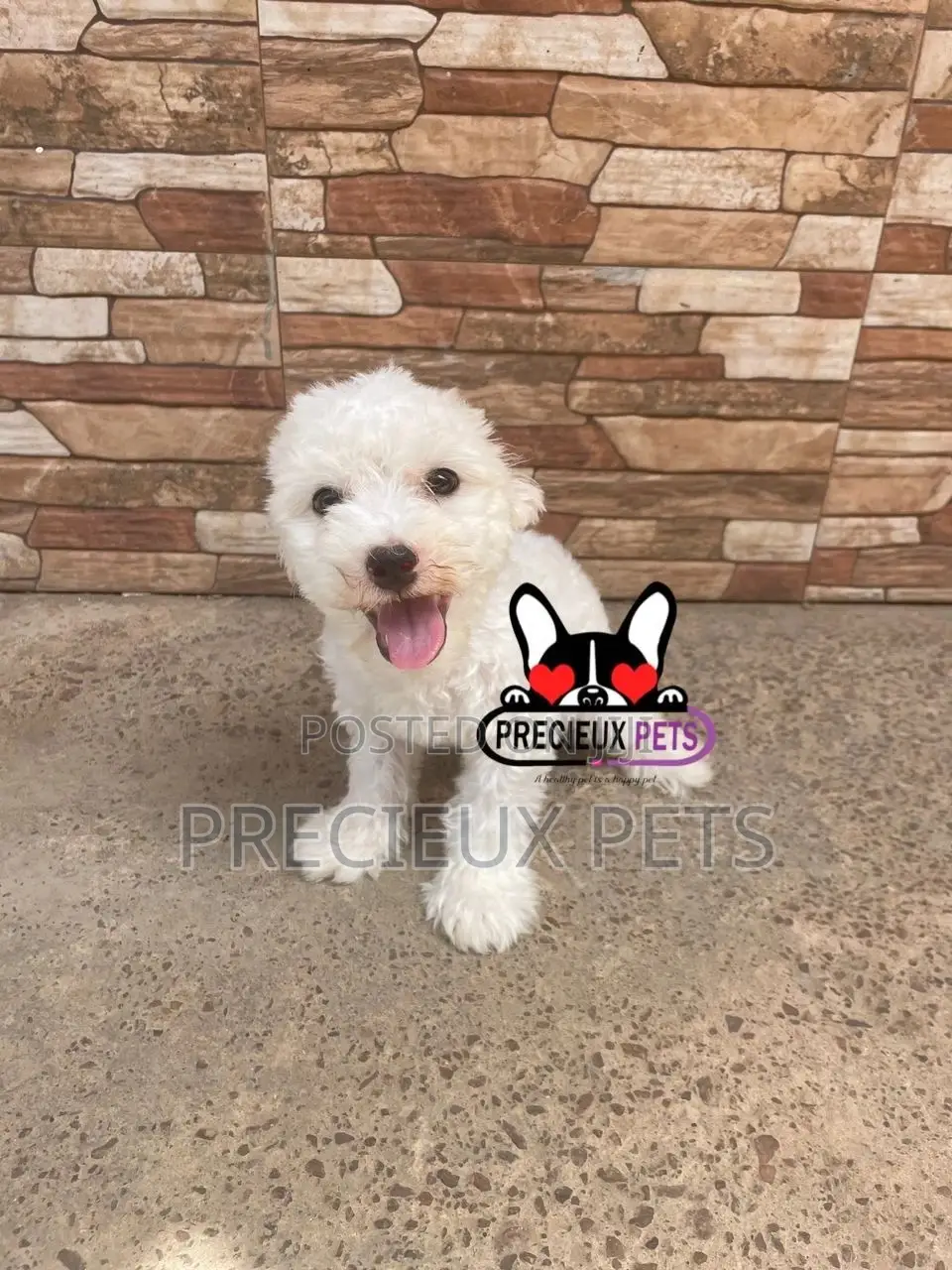 1-3 months Male Mixed Breed Maltipoo